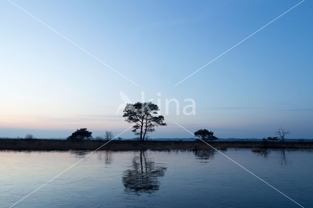 Scots Pine (Pinus sylvestris)