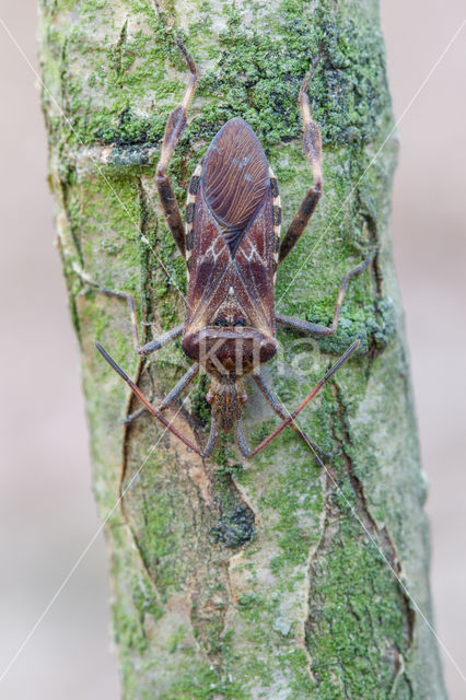 Western conifer seed bug (Leptoglossus occidentalis)