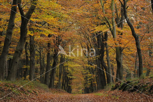 Beech (Fagus spec.)