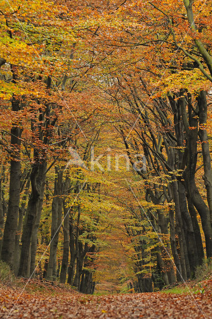 Beuk (Fagus spec.)