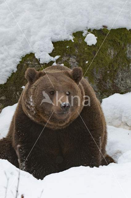 Bruine beer (Ursus arctos)