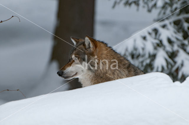 Grey Wolf (Canis lupus)