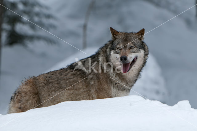 Grey Wolf (Canis lupus)