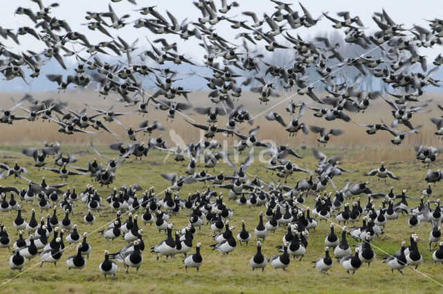 Brandgans (Branta leucopsis)