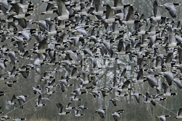 Brandgans (Branta leucopsis)