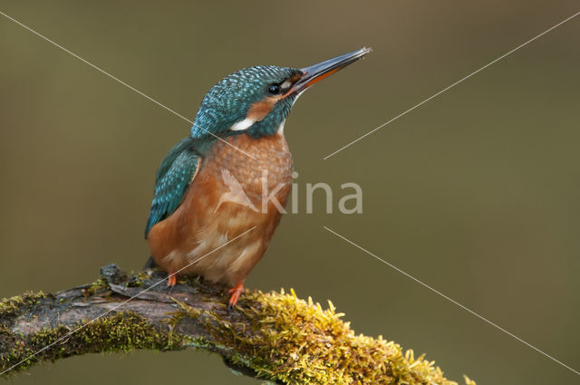 Kingfisher (Alcedo atthis)