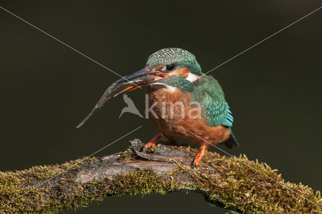 Kingfisher (Alcedo atthis)