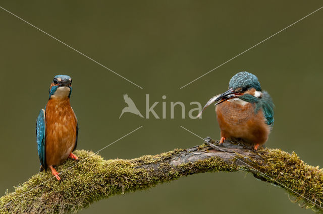 IJsvogel (Alcedo atthis)