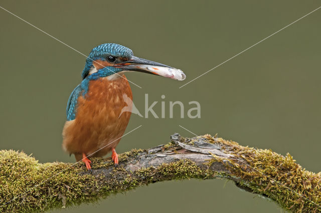 IJsvogel (Alcedo atthis)