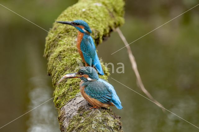 IJsvogel (Alcedo atthis)