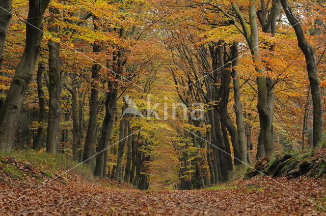 Beech (Fagus spec.)