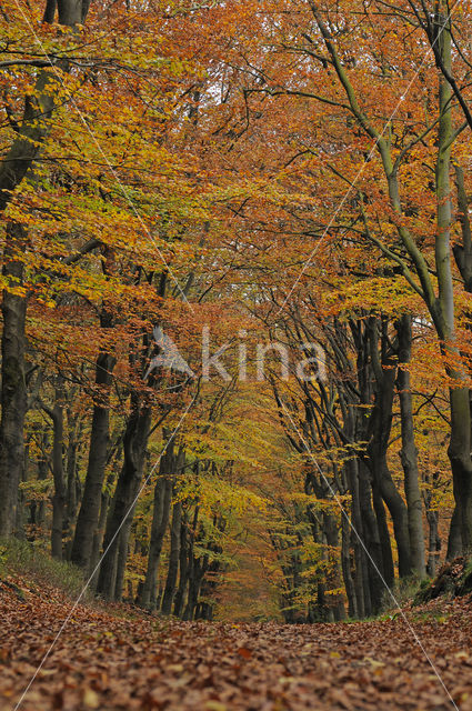 Beech (Fagus spec.)