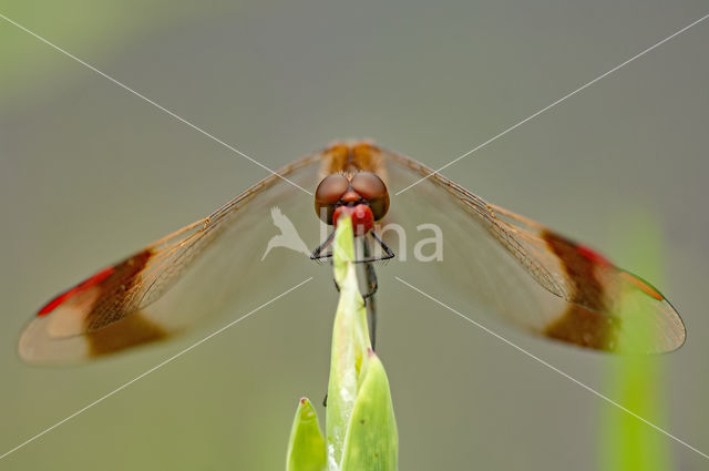 Bandheidelibel (Sympetrum pedemontanum)