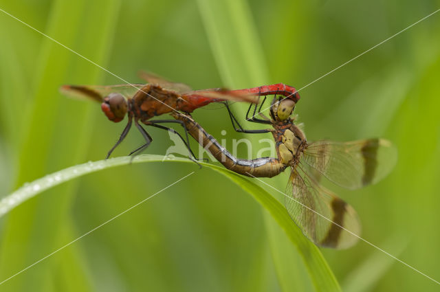 band-winged dragonfly (Sympetrum pedemontanum)