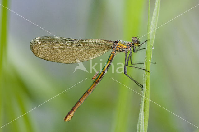 Weidebeekjuffer (Calopteryx splendens)