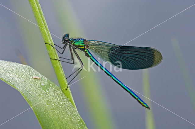 Banded Demoiselle (Calopteryx splendens)