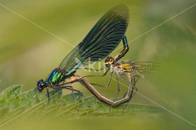 Weidebeekjuffer (Calopteryx splendens)