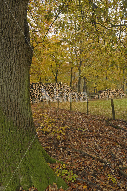 Landgoed de Dellen