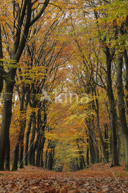 Beech (Fagus spec.)