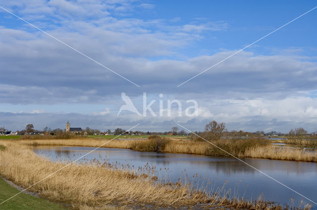 Common Reed (Phragmites australis)