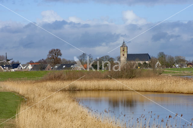 Riet (Phragmites australis)