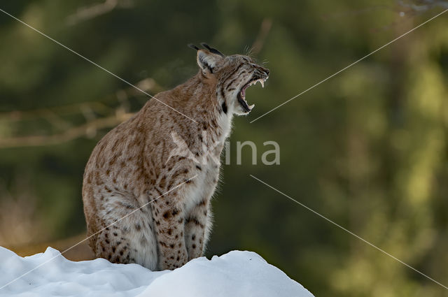 Euraziatische lynx (Lynx lynx)