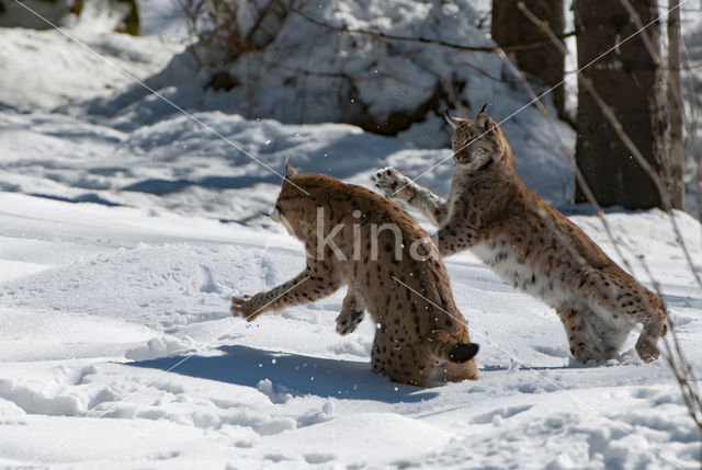 Euraziatische lynx (Lynx lynx)