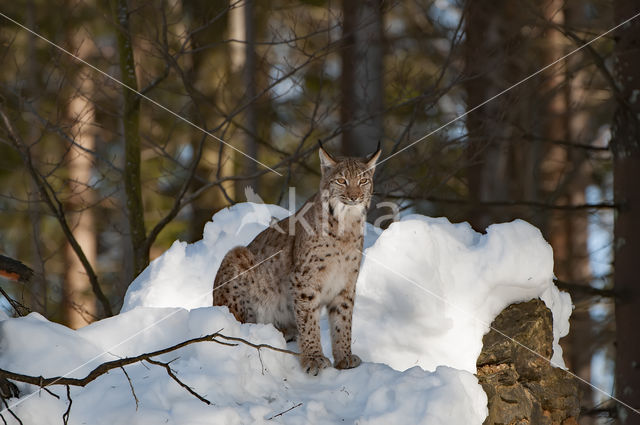 Eurasian Lynx (Lynx lynx)