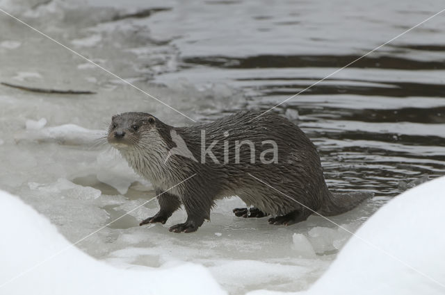 European Otter (Lutra lutra)