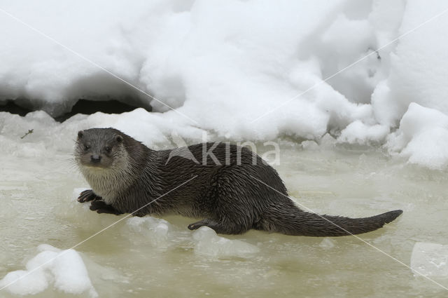 European Otter (Lutra lutra)