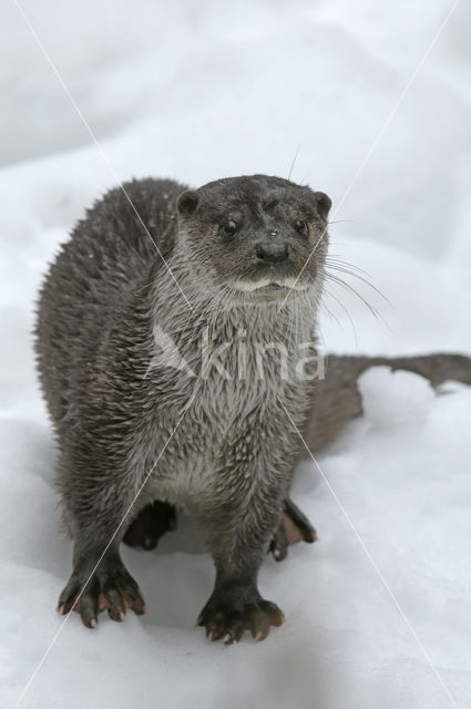 European Otter (Lutra lutra)