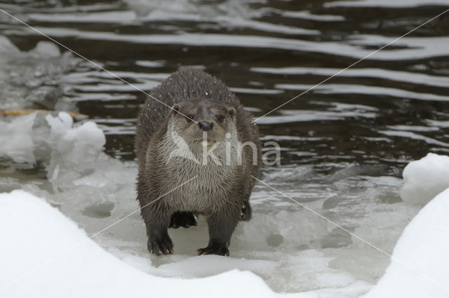 European Otter (Lutra lutra)