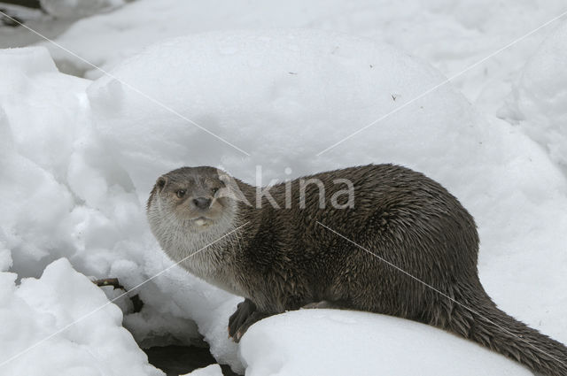 European Otter (Lutra lutra)