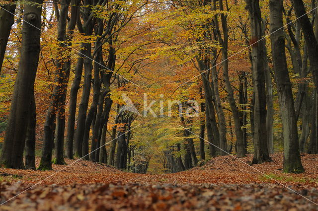 Beuk (Fagus spec.)