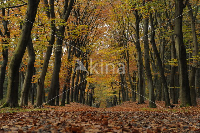 Beuk (Fagus spec.)