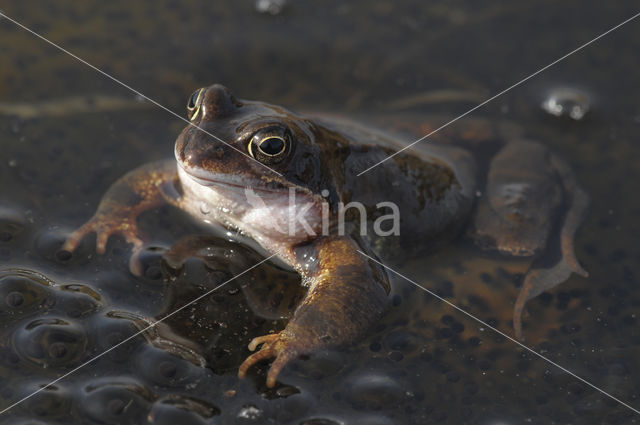 Heikikker (Rana arvalis)