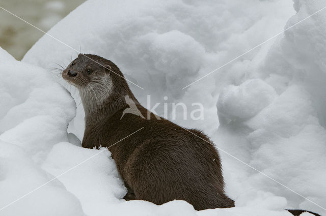 European Otter (Lutra lutra)