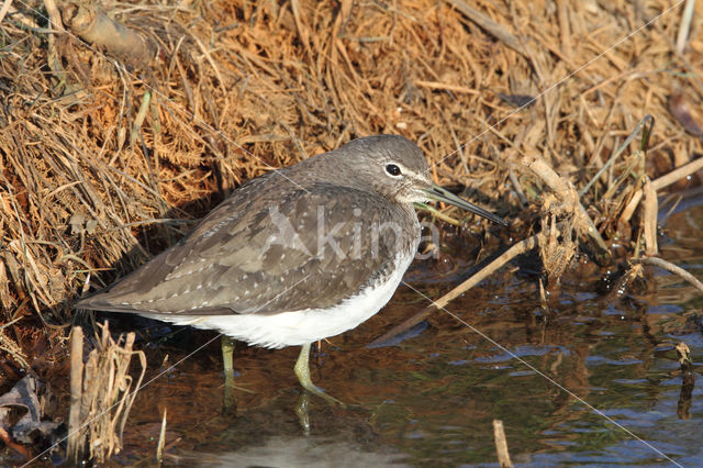 Green Sandpiper (Tringa ochropus)