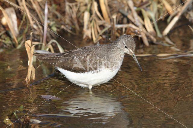 Green Sandpiper (Tringa ochropus)