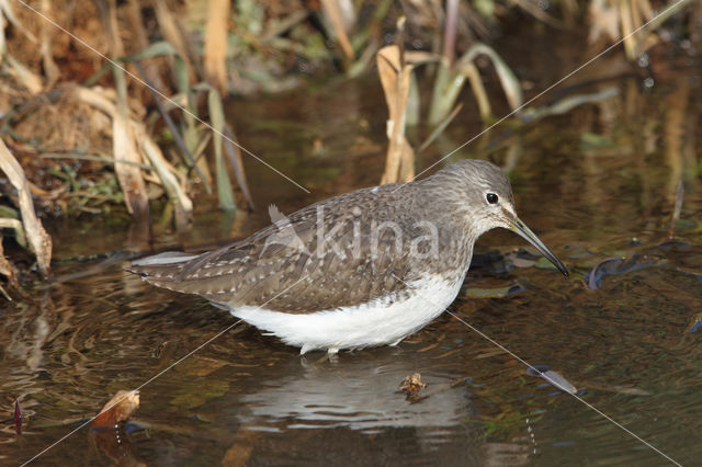 Witgatje (Tringa ochropus)