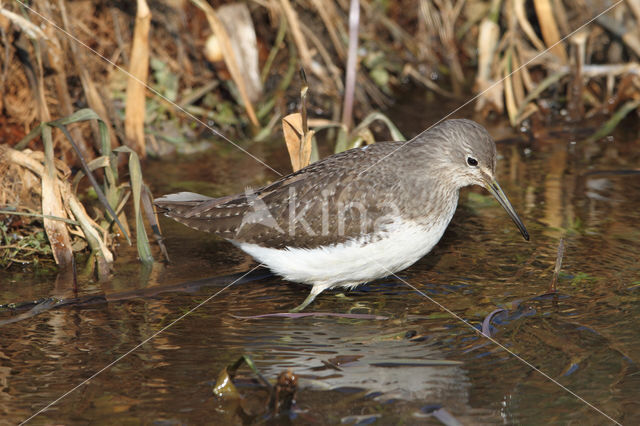 Green Sandpiper (Tringa ochropus)