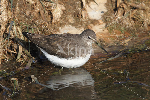 Witgatje (Tringa ochropus)