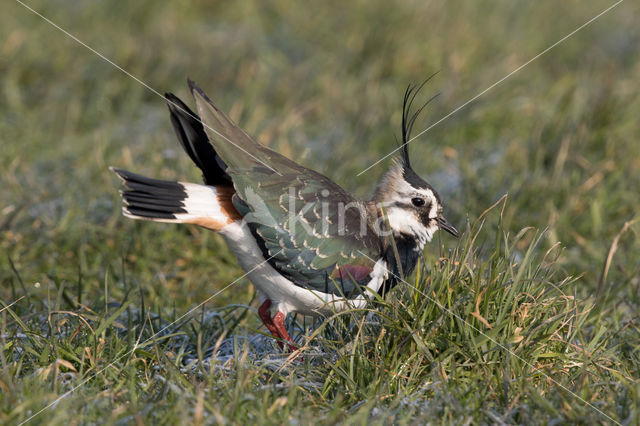 Lapwing (Vanellus vanellus)