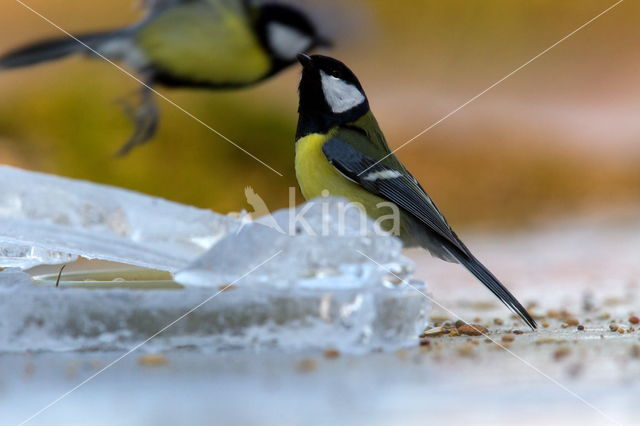 Great Tit (Parus major)