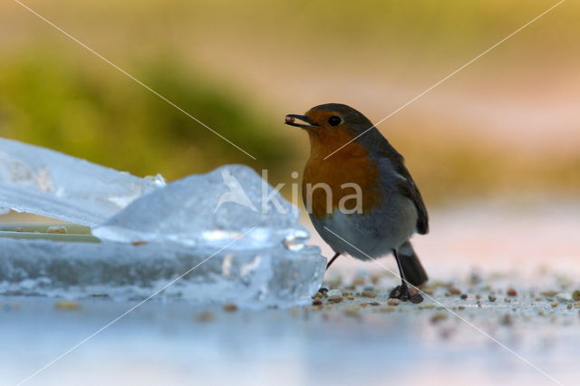 Roodborst