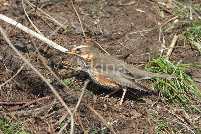 Koperwiek (Turdus iliacus)