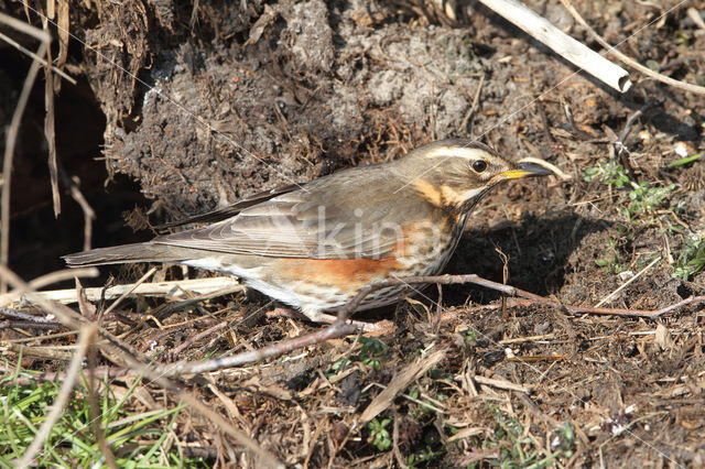 Koperwiek (Turdus iliacus)