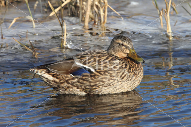 Wilde Eend (Anas platyrhynchos)