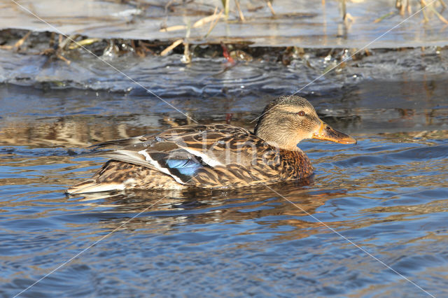 Mallard