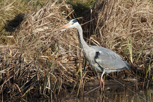 Grey Heron (Ardea cinerea)
